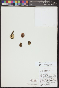 Pachycereus schottii image