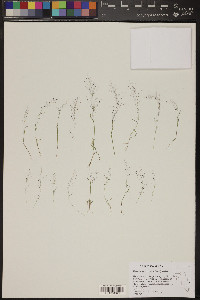 Muhlenbergia minutissima image