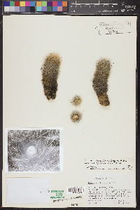 Escobaria chaffeyi image