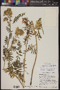 Polemonium foliosissimum image