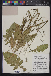 Brassica tournefortii image