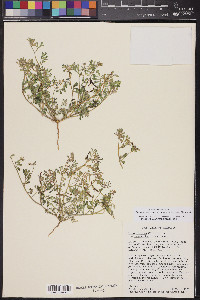 Acmispon strigosus image