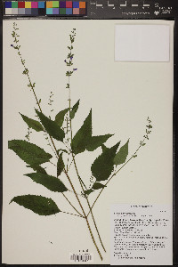 Salvia amissa image