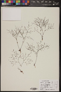 Oxytheca dendroidea image