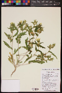 Mentzelia involucrata image