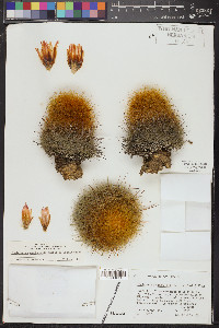 Thelocactus macdowellii image