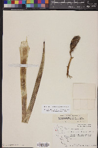 Hesperoyucca peninsularis image