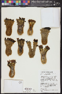 Pachycereus pringlei image