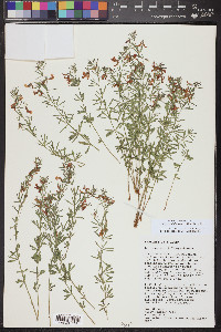 Acmispon utahensis image