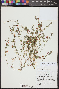 Acmispon utahensis image