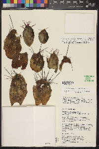 Cumulopuntia boliviana subsp. ignescens image