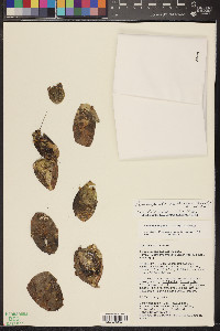 Cumulopuntia boliviana subsp. ignescens image