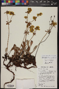 Eriogonum arcuatum image