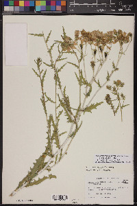 Mentzelia longiloba var. yavapaiensis image