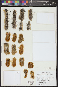 Pachycereus pringlei image