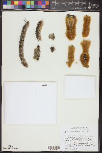 Pachycereus pringlei image