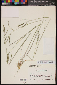 Disakisperma dubium image