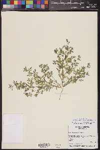 Acmispon brachycarpus image