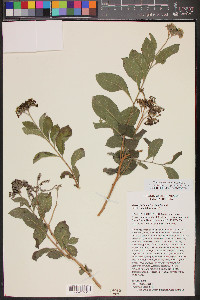 Tournefortia mutabilis image