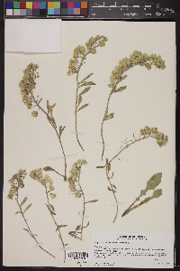 Physaria floribunda image