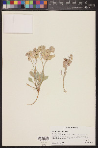 Physaria newberryi image