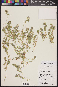 Acmispon brachycarpus image