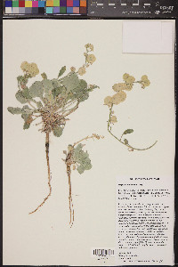 Physaria newberryi image