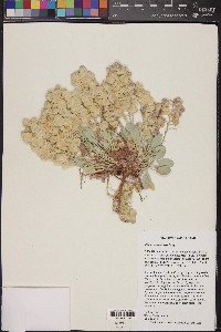 Physaria newberryi image