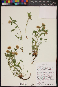 Trifolium longipes image