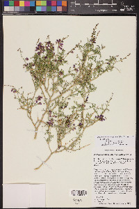 Psorothamnus thompsonae image