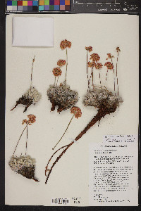 Eriogonum ovalifolium image