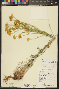 Hymenoxys cooperi image