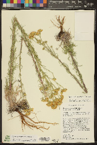 Hymenoxys cooperi image