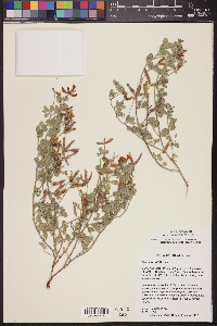 Acmispon mearnsii image