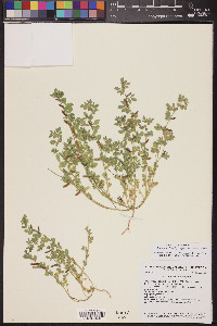 Acmispon brachycarpus image