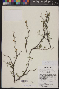 Mimosa aculeaticarpa var. biuncifera image
