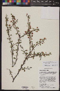 Mimosa aculeaticarpa var. biuncifera image