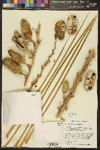 Yucca baileyi image