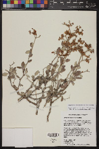 Eriogonum corymbosum var. corymbosum image