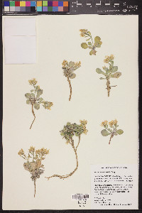 Physaria newberryi image