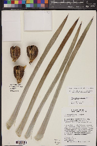 Hesperoyucca peninsularis image