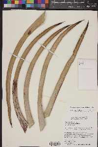 Hesperoyucca peninsularis image