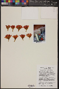 Rebutia deminuta image