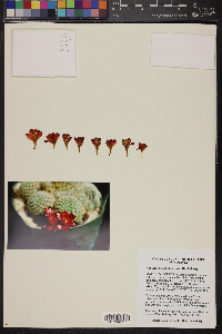 Rebutia deminuta image