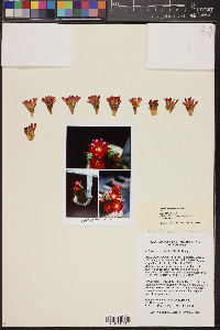 Rebutia steinbachii image