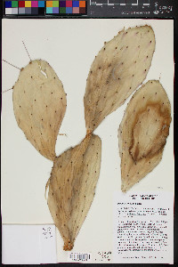 Opuntia bravoana image