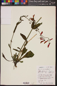 Penstemon barbatus image