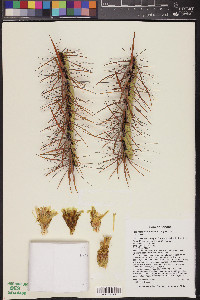 Ferocactus cylindraceus image