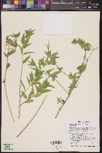 Anisacanthus thurberi image