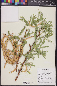 Prosopis velutina image